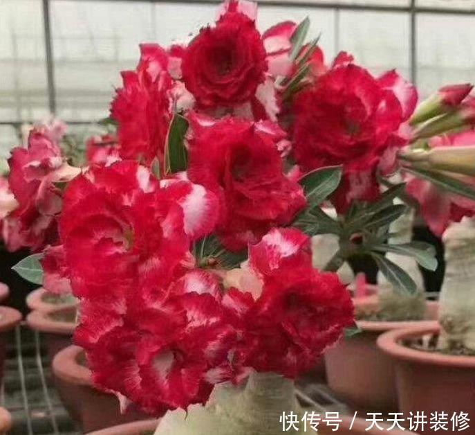 4种漂亮花,好打理易爆盆,一年四季开花不停,阳台变成百花园!