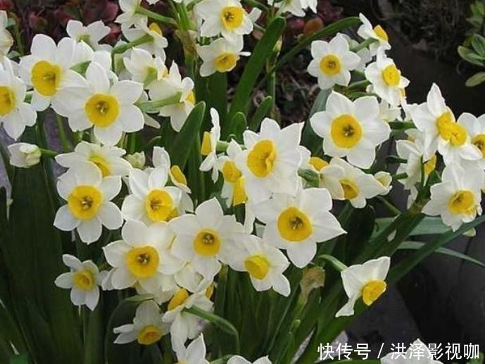 4款花卉常年开花不断，四季繁花似锦，花期一到开不停歇