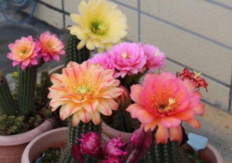 4款艳美的花卉,花大色艳花期长,花色鲜艳,适合种在庭院观赏