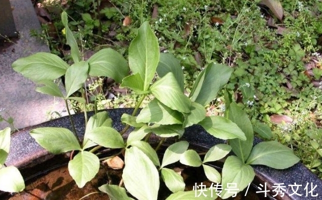 安眠药|乡下一种怪草，人吃了就想睡觉，人称“醉草”，治疗失眠很管用