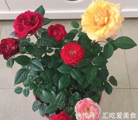 月季花|农历十一月大雪过后,养什么花?家里养3种花,春满人间百花吐艳