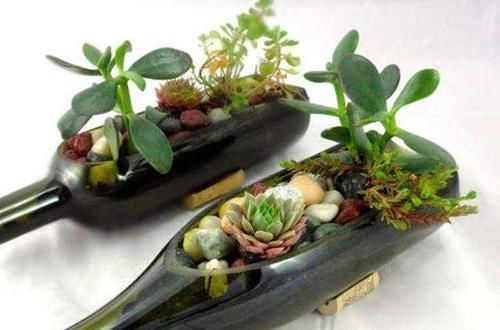 养花|除了花盆之外,这些东西也是绝佳的养花神器,你用过吗?