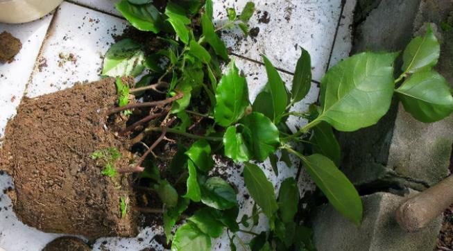 养花怎么换盆不出问题？记住这些“干货”，盆栽长得好