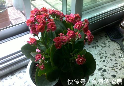 肥料|养花，花多多兑水浇灌、喷洒效果更好