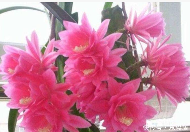 阳台上|比香水还好闻的花,花朵漂亮又好养,满屋子飘香,心情好