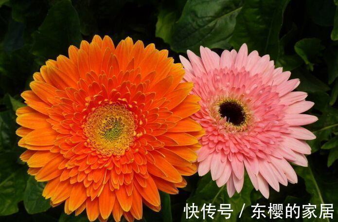 季节|农历7月1号起,最适合养这些花,花大美丽,芬芳馥郁,多季节开花