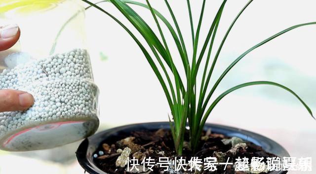 养护|兰花想多冒芽？养护注意三动作，顺利春化，清香宜人小半年