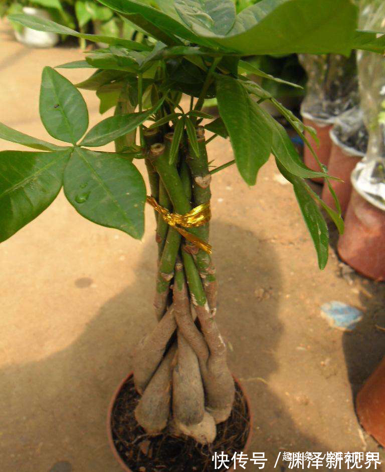 浇水|家庭养“发财树”，别乱施肥、乱浇水，控制好光照，蹭蹭长得旺！