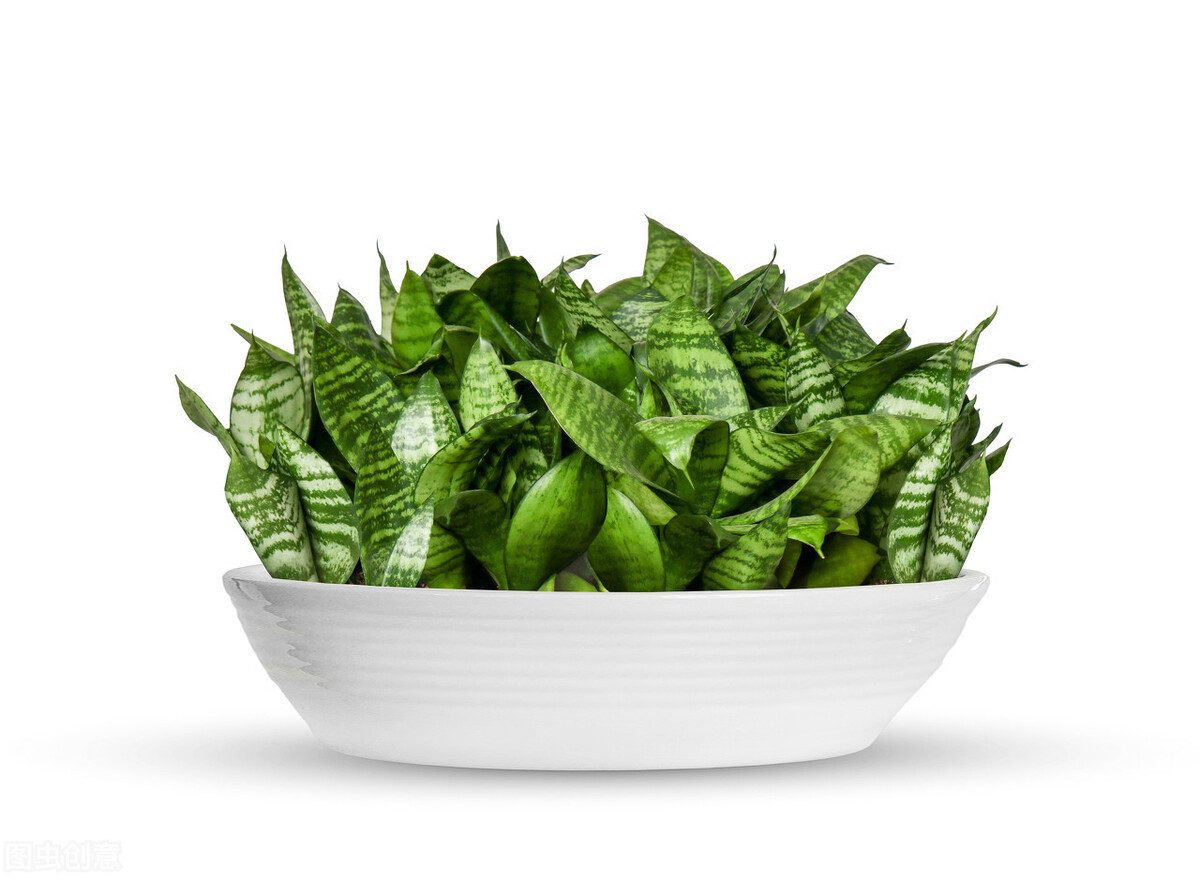 浇水|养虎皮兰,用6个简单的小技巧,1年能长2米高,开花满盆