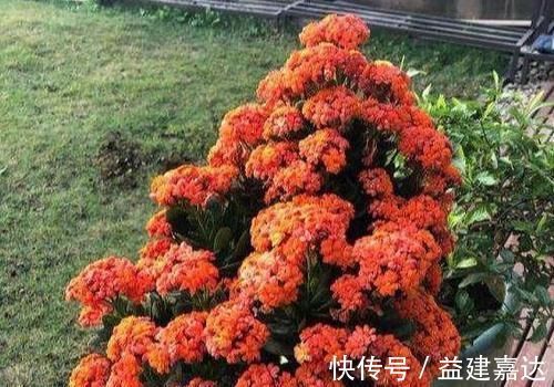 养分|养4种植物得会修剪,越舍得下狠手,植株就长得越旺开花越多