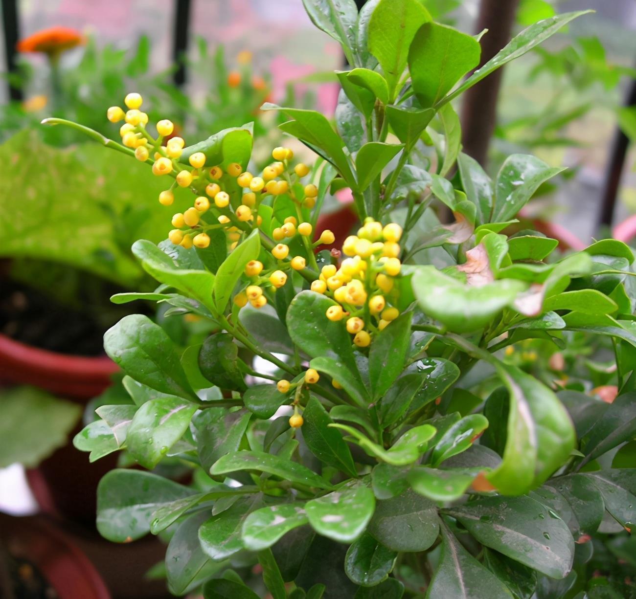 土壤|5种花爱吃醋,酸性土养得好,一睹为快看看都有谁