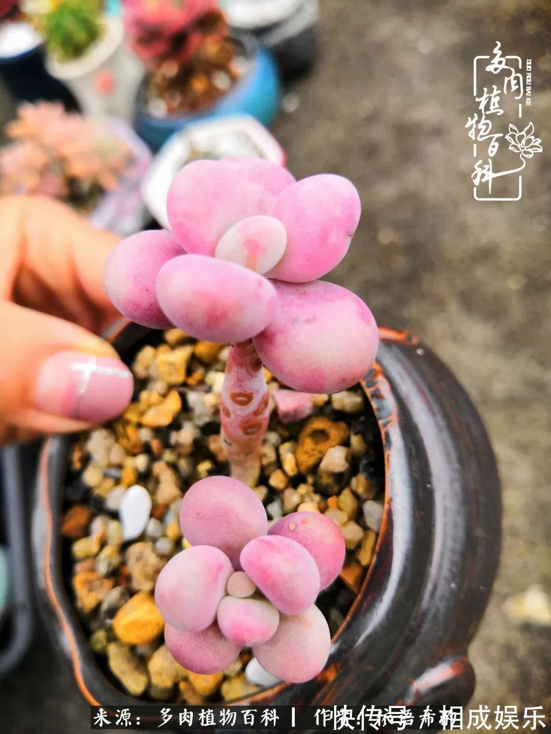 何以解忧，唯有多肉！目光所及，皆是喜欢！