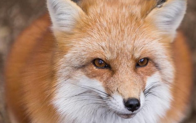 故事男子山间劳作，吓走偷粥喝的狐狸，怎料却招来一段美好姻缘