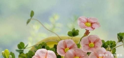 生活中常见的4种“灰”,拿来养花效果好,虫子不见、花草旺盛