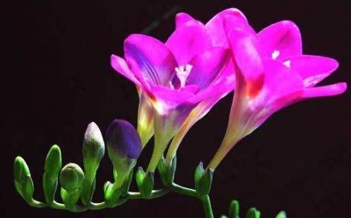 牡丹|养花就养这几款,比牡丹美,比绿萝好养,开花一茬接一茬!