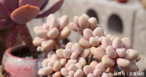 多肉小菜虫:多肉桃蛋胖到炸裂,也适用于所有景天肉!