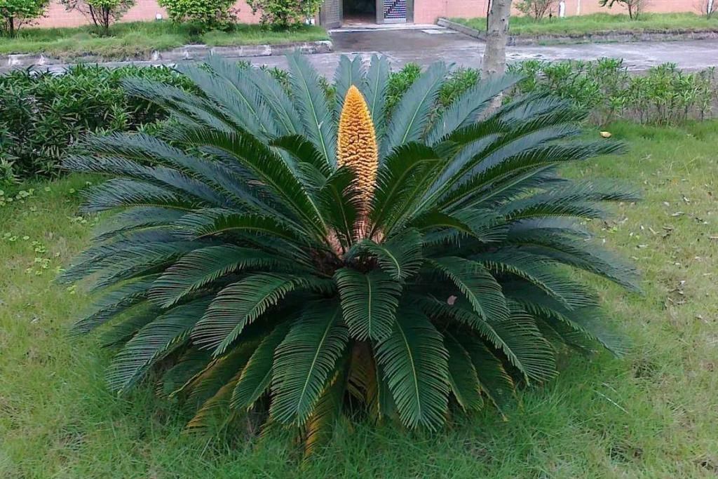 效用|有刺植物的刺是如何起源和演变的?有什么类型和效用?