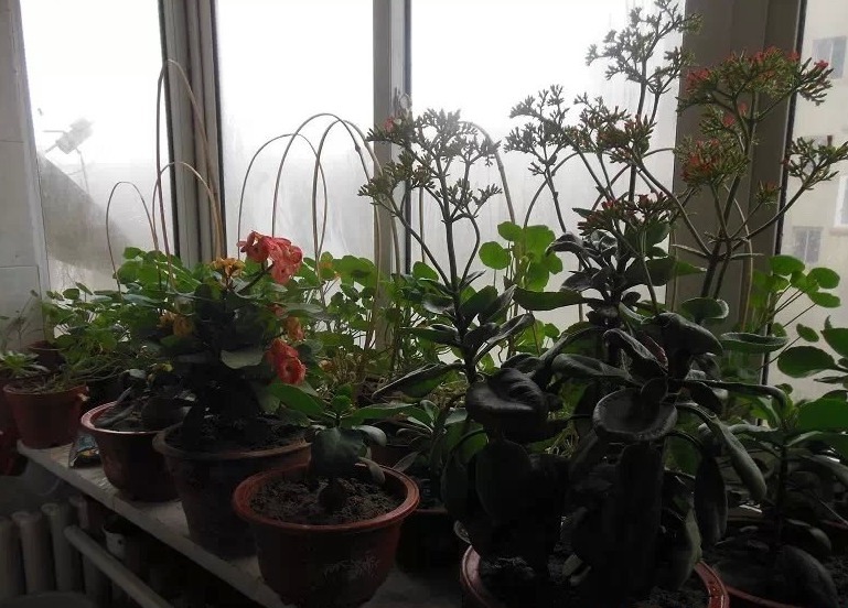 3种“水果皮”，不仅能吃，还能当肥料，养啥花都能“爆盆”