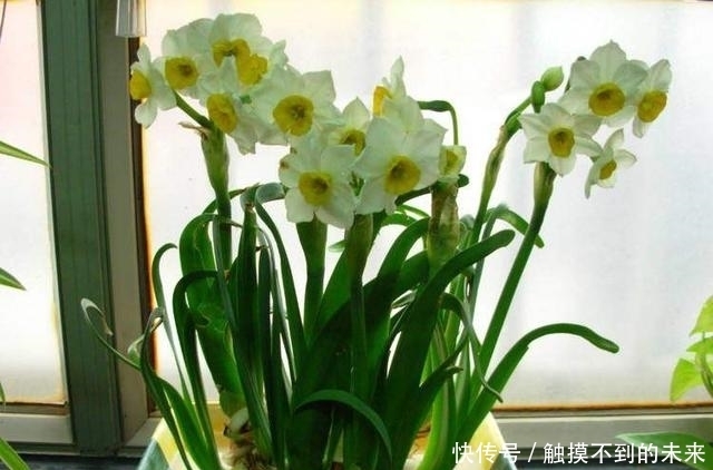 养花|家里“养花”别乱养!这3种花是“大忌”,家里有的快拿开