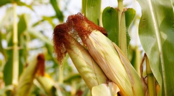  告诉|玉米须怎么喝才能降尿酸？本文来告诉你