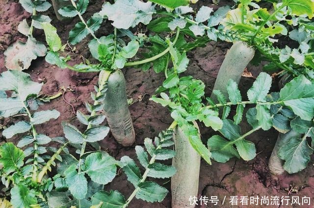 叶子比根好,含钙量是牛奶的3倍,味道也很好,值得一试!