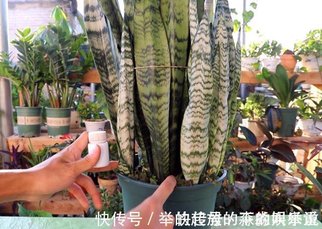 虎皮兰2年不“窜芽”,因为你没有“扒土”,你一个月扒一次试试