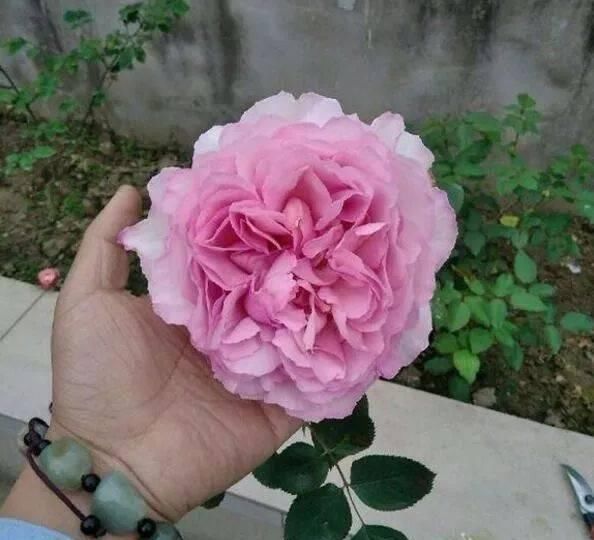 兰花|此花,比玫瑰漂亮,比桂花还香,一年能开200天,比兰花强多了