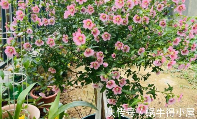 少女感|此花充满“少女感”,居家盆栽,爆盆易,四季开花不止