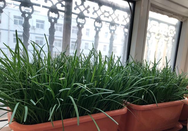 种子|秋天阳台种韭菜,用2个“小妙招”,叶片更大更绿,冬天收获多多