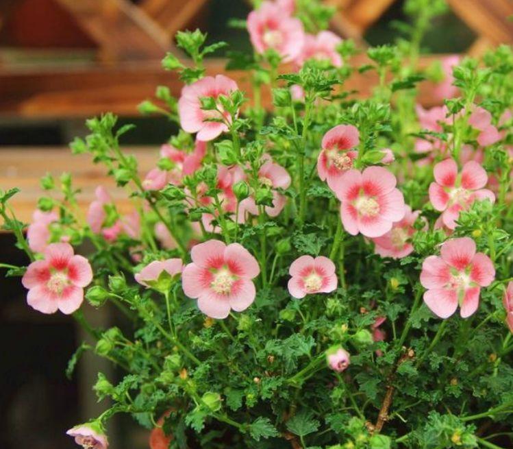 4款艳美的花卉,花大色艳花期长,阳台变温馨花园