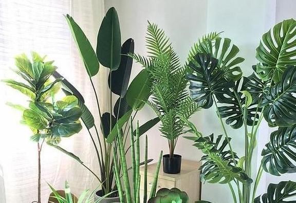 阳台上|6种耐阴花,养了“不上当”,室内百搭盆栽,摆在角落也爆盆