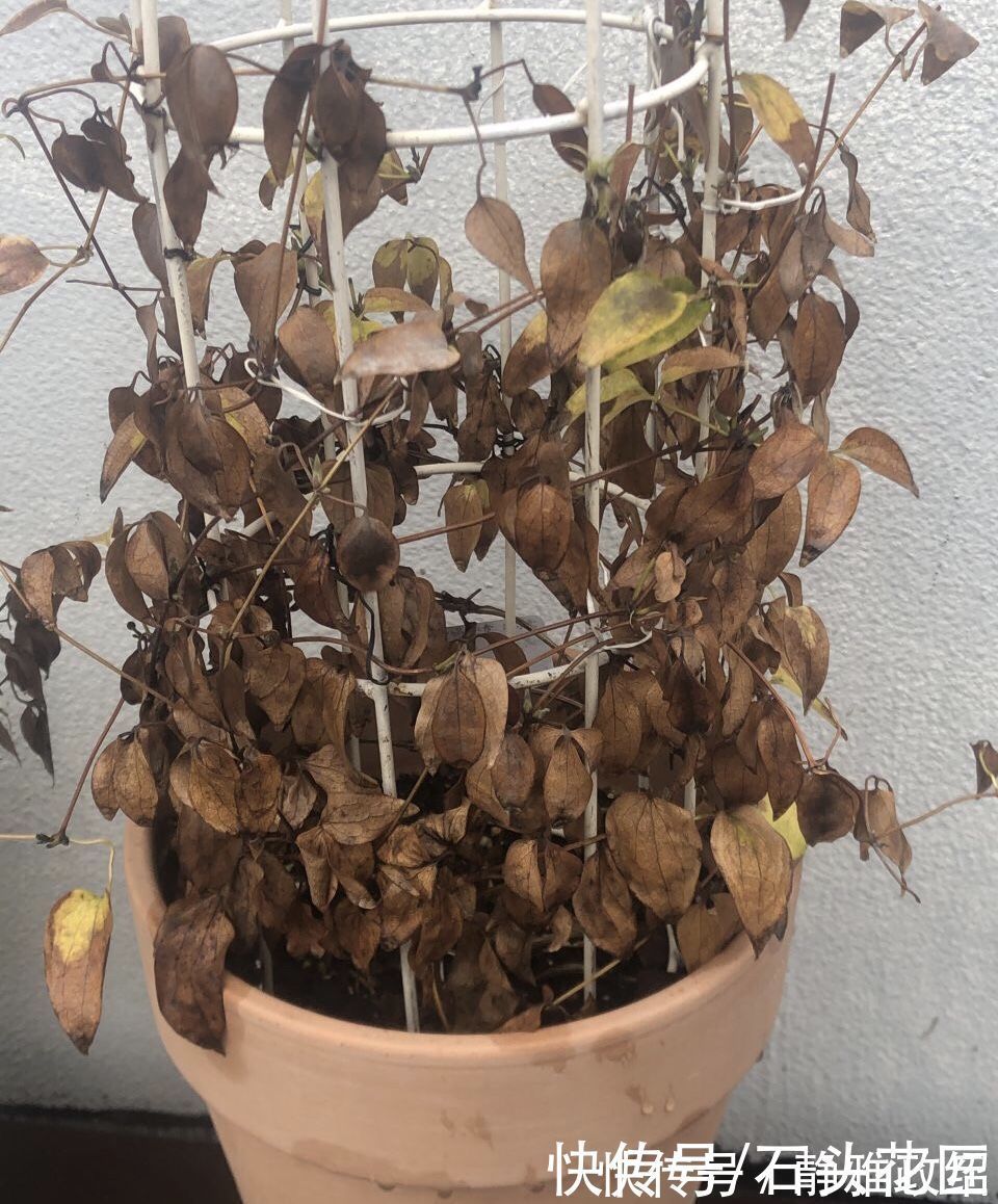 冬天“装死”的4种花，过冬不用管，明年早早就“开花”