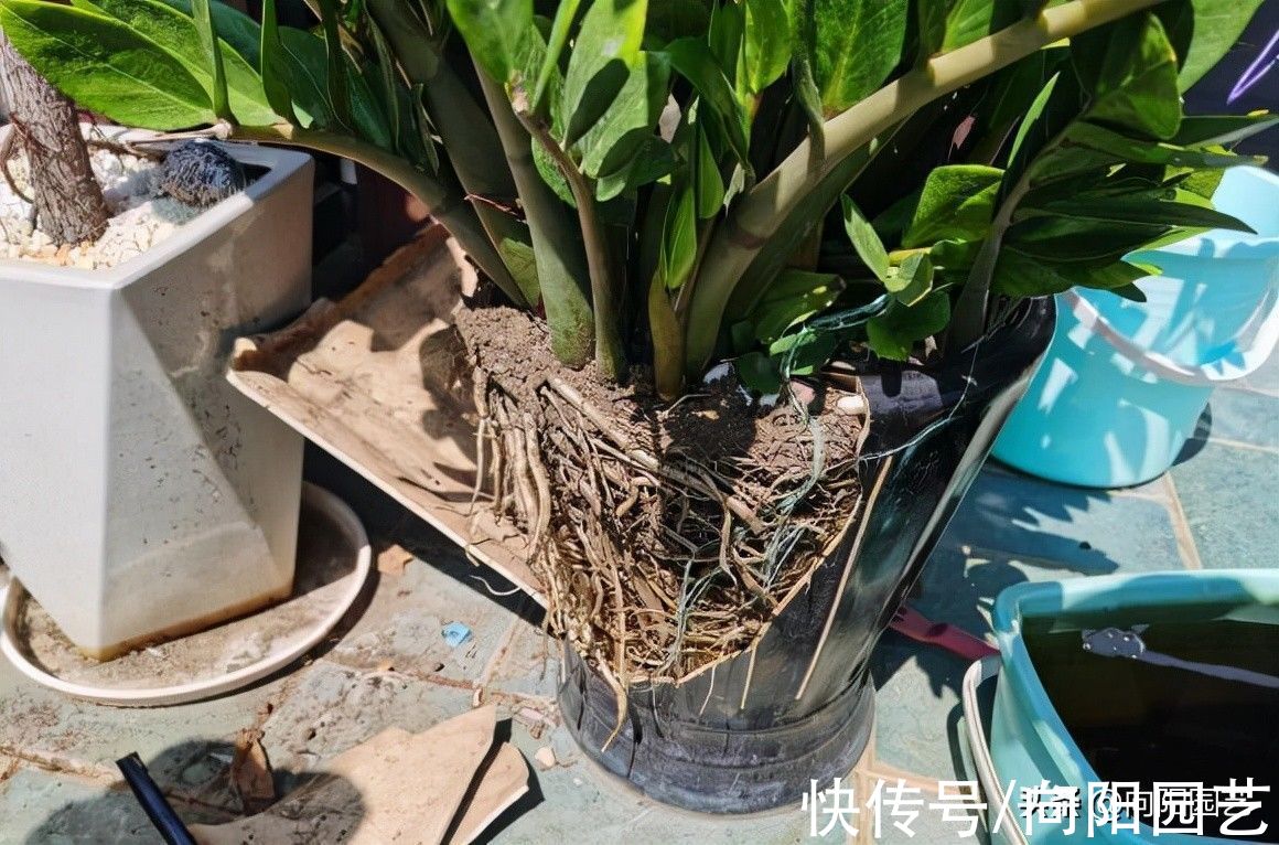 别再养发财树了，试试“金钱树”，不黄叶，栽到盆里就发芽