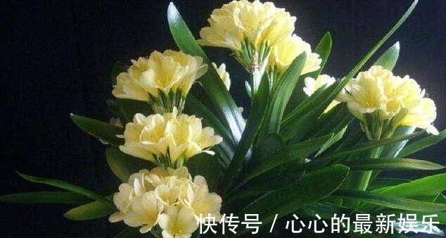 柳树|君子兰不见长、不开花“2种料”扔盆里,新芽多,一年开花2次