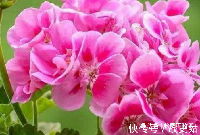 家里阳台养此款花，花大色艳胜玫瑰，花开芳香四溢