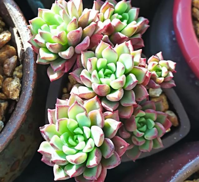 让多肉植物长出侧芽也不难,巧用剪刀,自然生长都爆盆