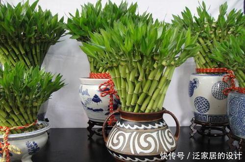 叶片肥厚|8种漂亮花,再宠爱也不能惯着,少浇水、用小盆,越养越精神!