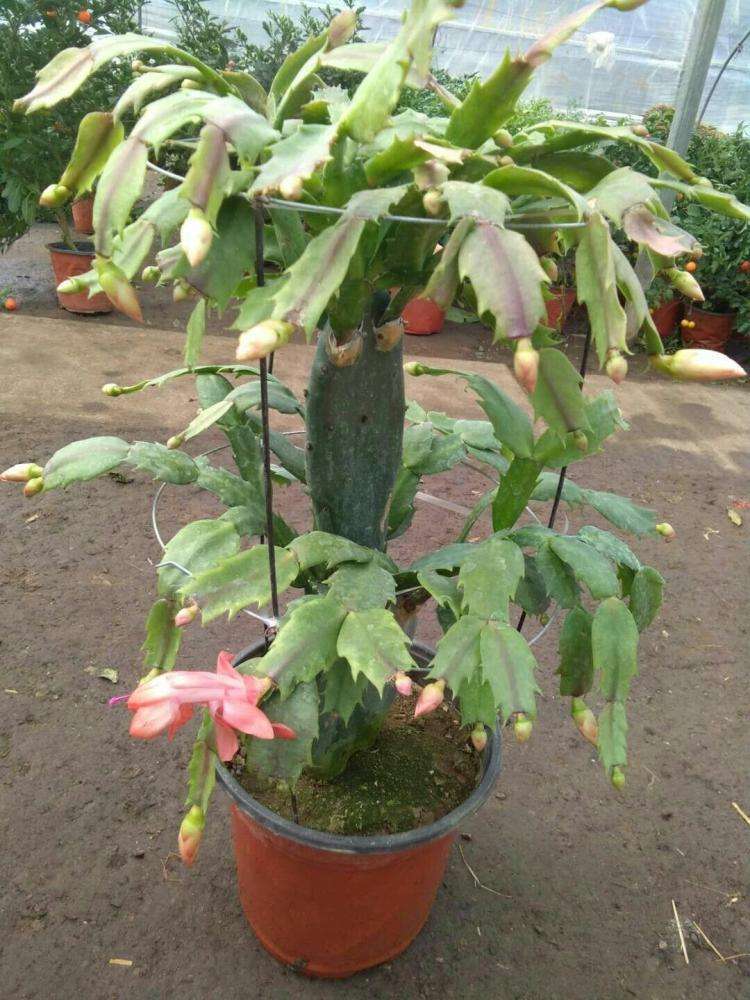 盆栽蟹爪兰这样配土，简单实用，叶片肥厚开花还多！