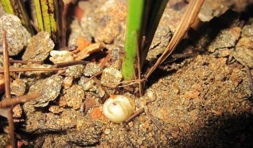 天然的生根液,路边捡几根,泡水或扔花土里,养啥都能爆盆