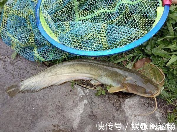 猪肝饵——野钓鲶鱼“必杀技”,灵活选用让鱼获最大化