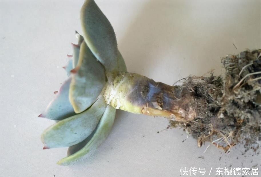 根系|多肉要“死翘翘”?先给你3个“信号”,看不明白?就没救了