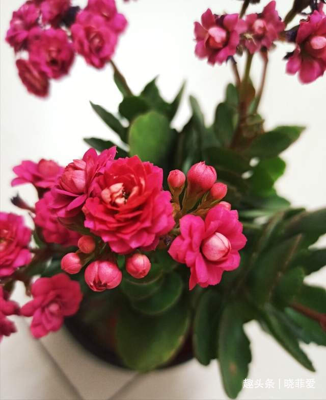 病虫害|长寿花什么时候修剪三种情况赶紧剪，越剪越旺盛，开成大花球