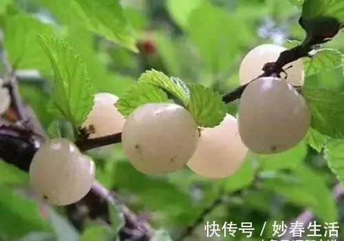 健康|多给小孩吃此果,再贵也不要省,让小孩远离近视,加强牙龈健康