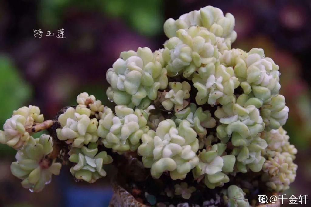 多肉这个小妖精，养好了太精致，种在花盆里都能勾引人