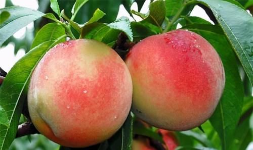 肌肤|夏天养生很重要，吃以下食物，调胃健脾、降压减脂，肌肤更好