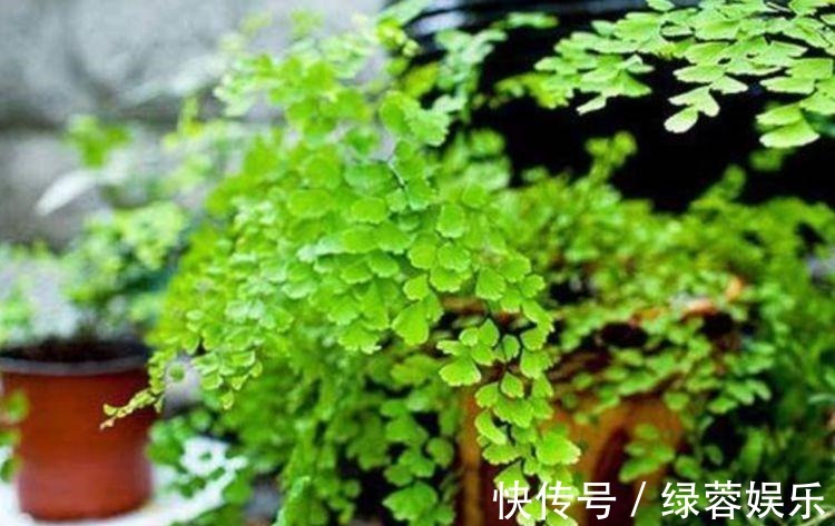 指甲花|4种花漂亮又好养,耐热耐旱,花期超长,可以四季常开