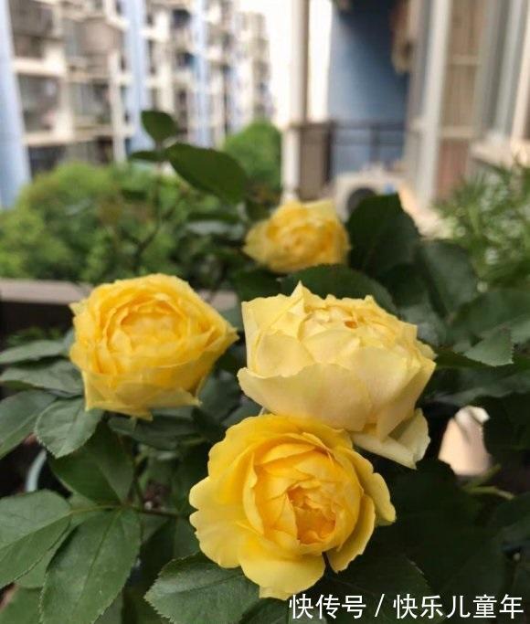 肥料|月季花冬天不用追肥,肥料使用分阶段,切记不可乱用,以免烧根