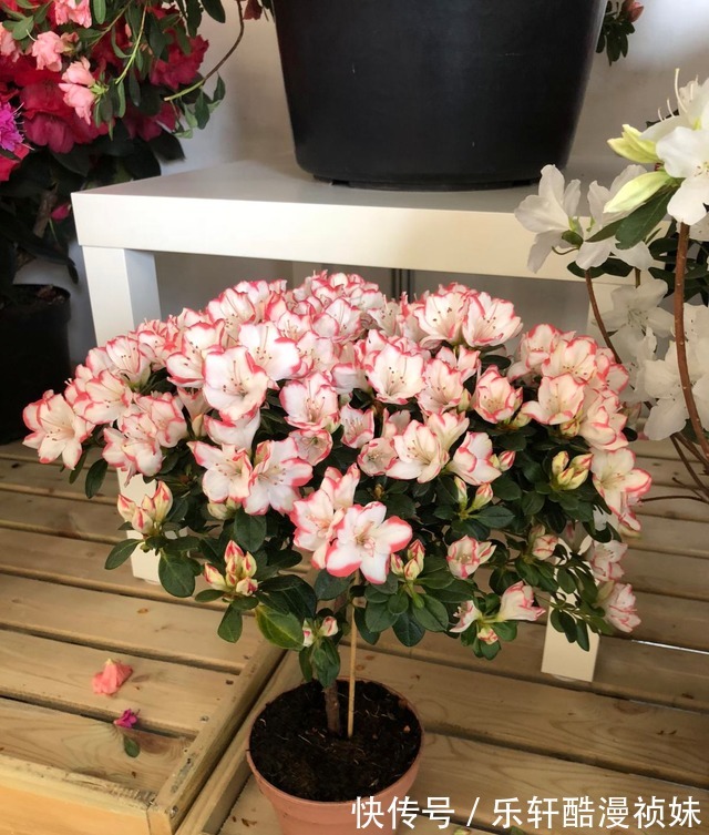 8种“洋气花”，天冷别喷水，不然黄叶、掉花苞，越养越难看