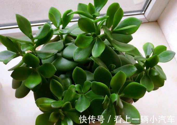 多浆植物厚脸皮,原来这么养上两三年就能成老桩盆景