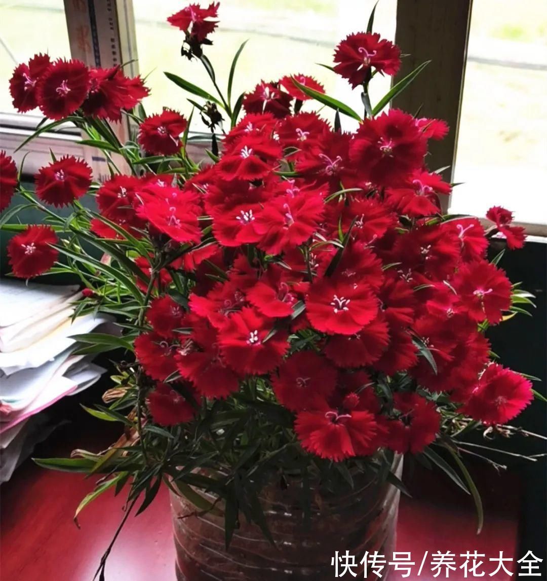 橡皮树|养花就怕乱浇水,越浇死得越快,赶紧住手